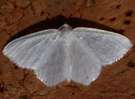 Elm Spanworm